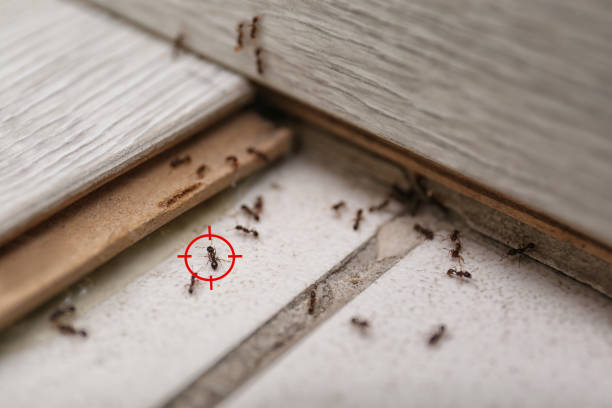 Best Pest Removal Services  in Jourdanton, TX